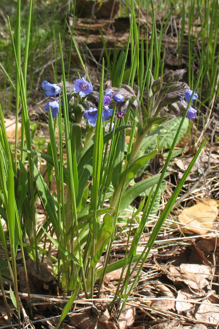 Изображение особи Pulmonaria angustifolia.