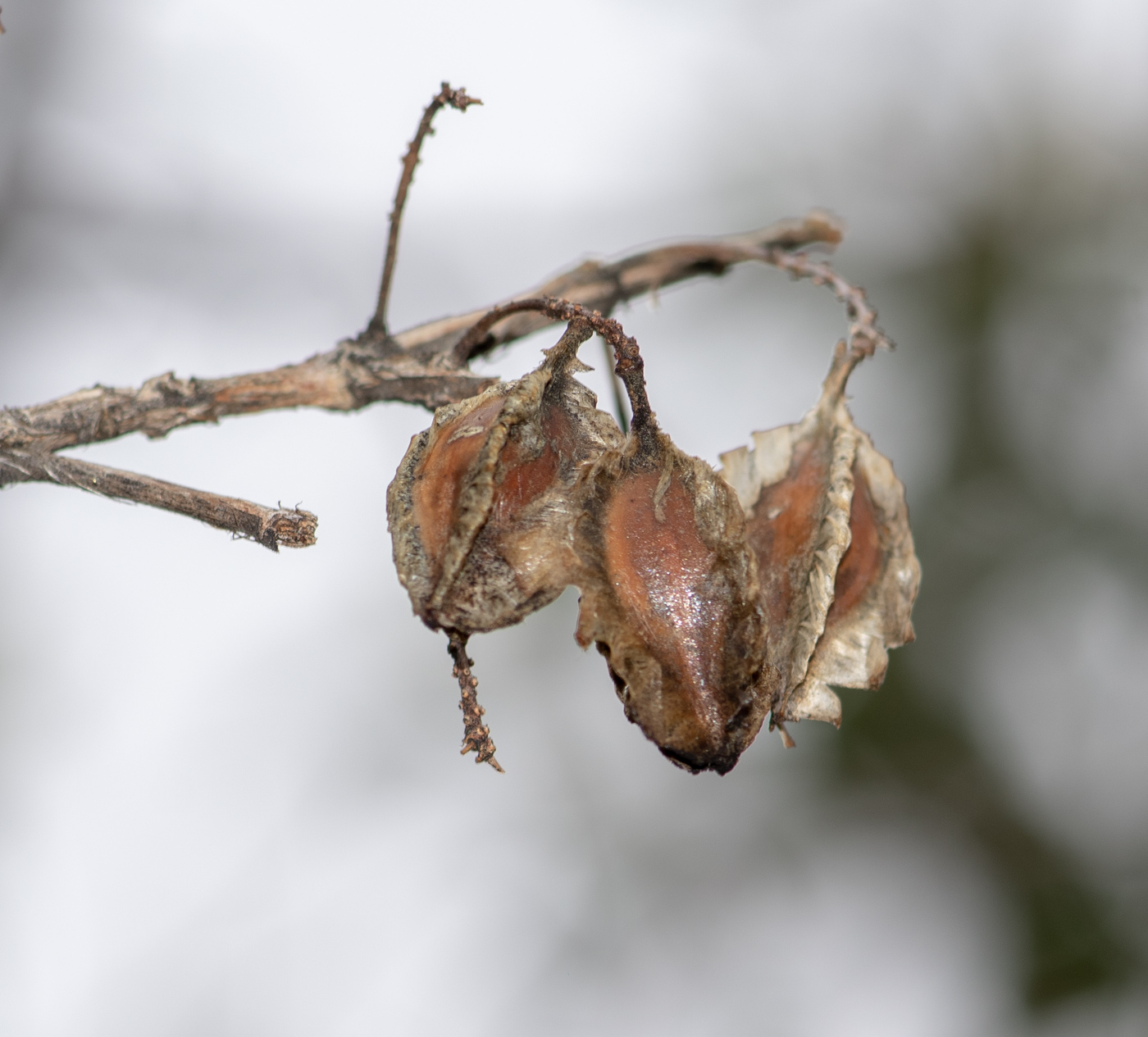 Изображение особи Combretum apiculatum.