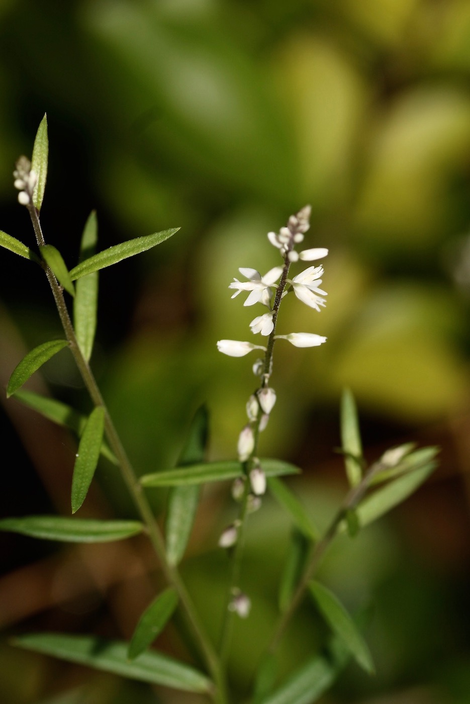 Изображение особи Polygala paniculata.