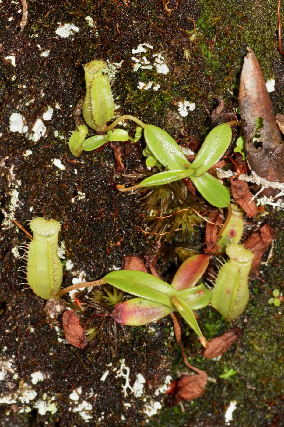 Image of Nepenthes macfarlanei specimen.
