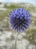 Echinops ruthenicus