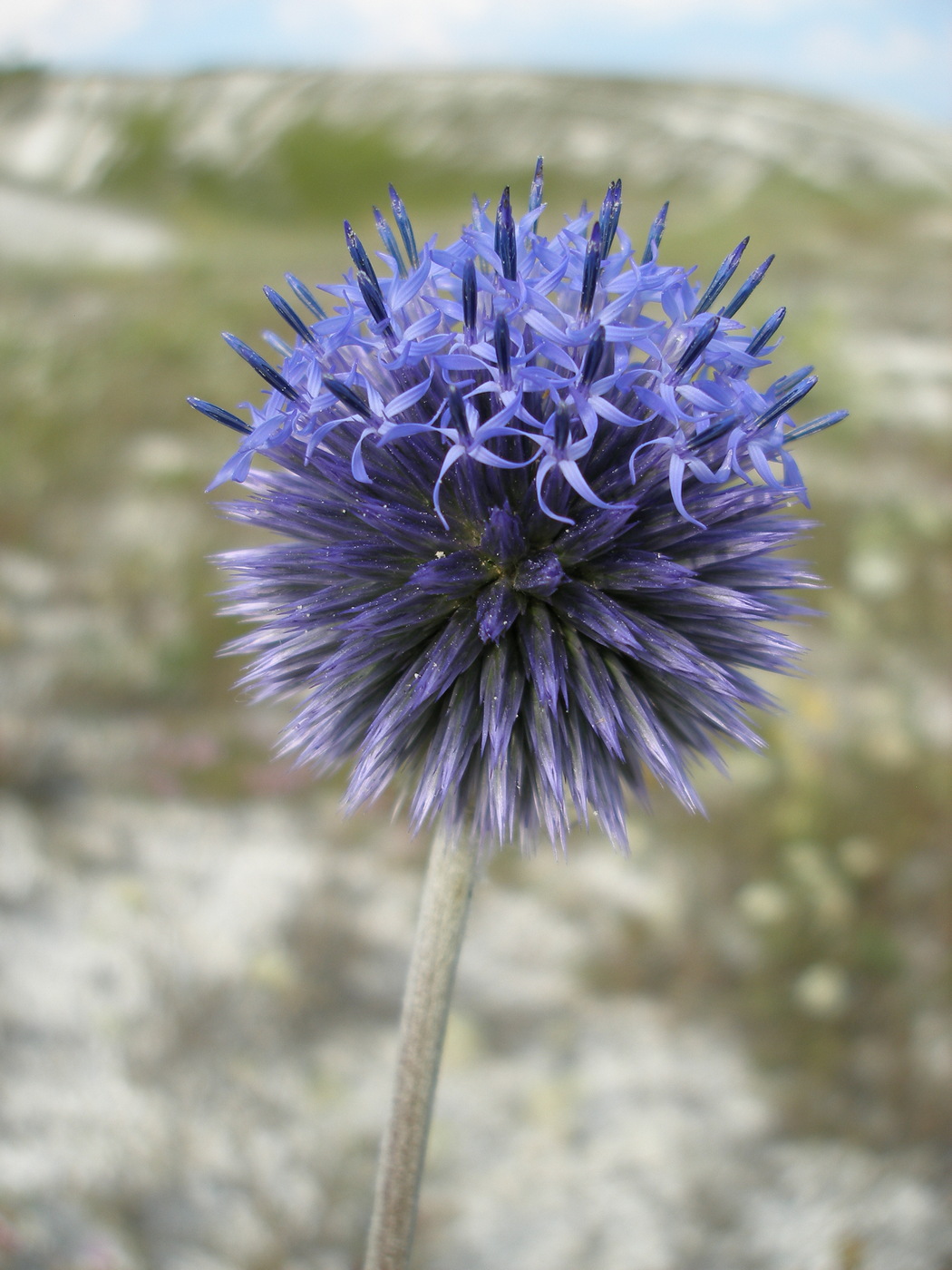 Изображение особи Echinops ruthenicus.