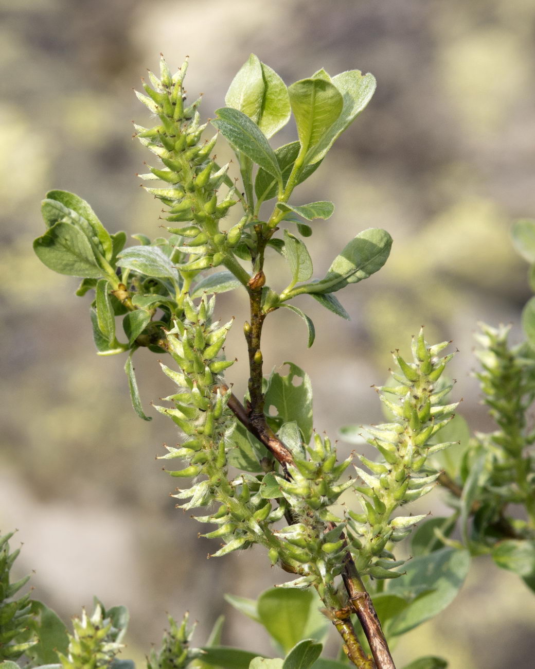 Изображение особи Salix uralicola.