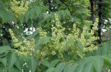 Ailanthus altissima. Цветущая ветвь. Краснодарский край, Кущёвский р-н, станица Шкуринская, школьный двор. 19.06.2020.