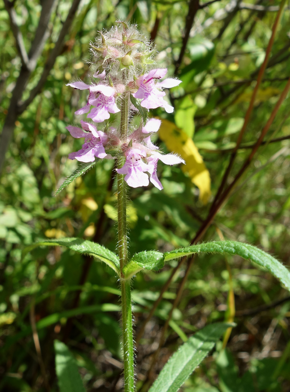 Изображение особи Stachys aspera.