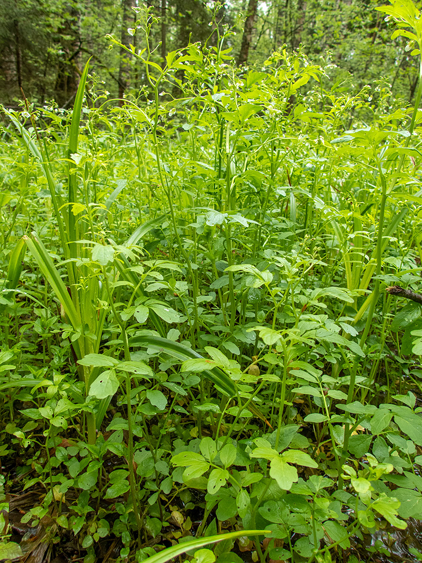 Изображение особи Cardamine amara.