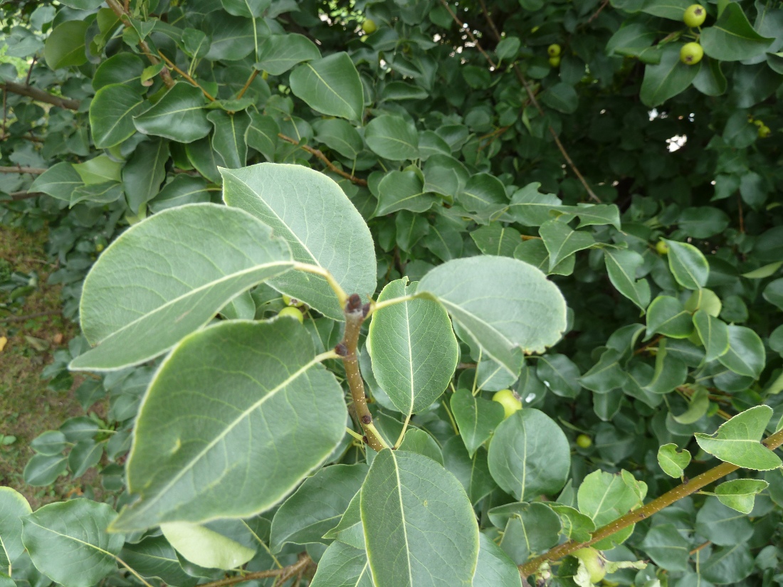 Изображение особи Pyrus pyraster.