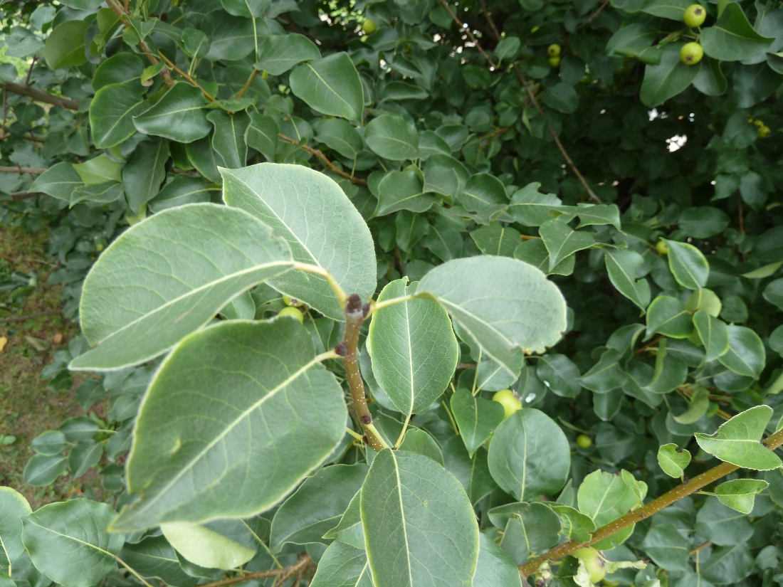 Image of Pyrus pyraster specimen.