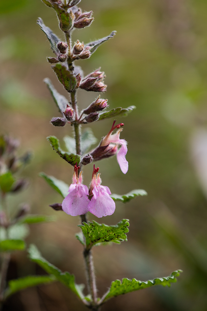 Image of Teucrium chamaedrys specimen.