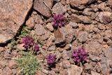 Allium oreophilum