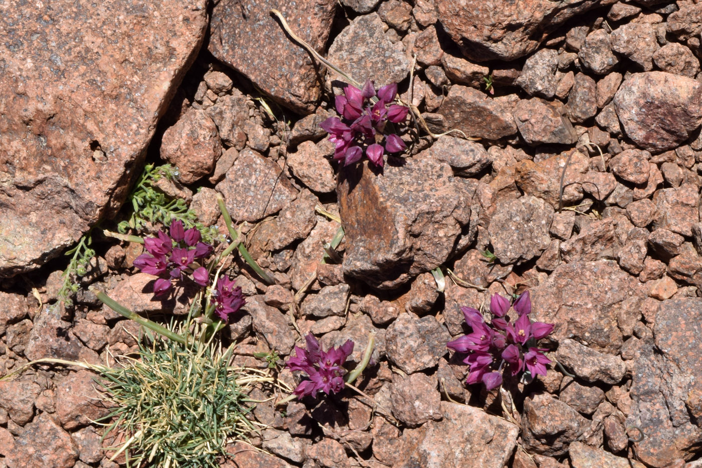 Изображение особи Allium oreophilum.