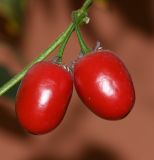 Capsicum pubescens