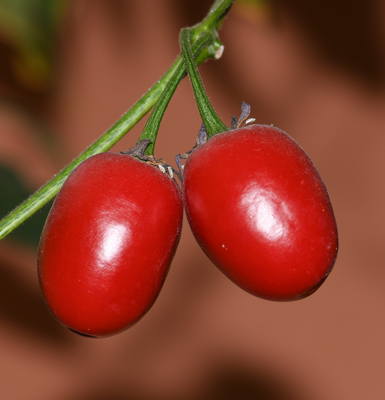 Изображение особи Capsicum pubescens.