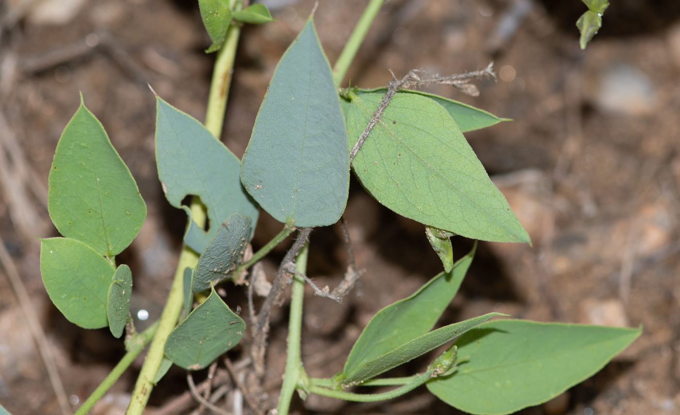 Image of Otoptera burchellii specimen.