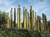 familia Cactaceae. Отплодоносившие растения. Испания, Каталония, провинция Girona, Costa Brava, Blanes, ботанический сад \"Pinya de Rosa\". 27 октября 2008 г.