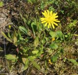 genus Hieracium. Цветущее растение. Костромская обл., окр. Кологрива, правый берег р. Унжа, Костромская пойма, склон насыпи автомобильной дороги возле бетонного моста. 27 августа 2020 г.