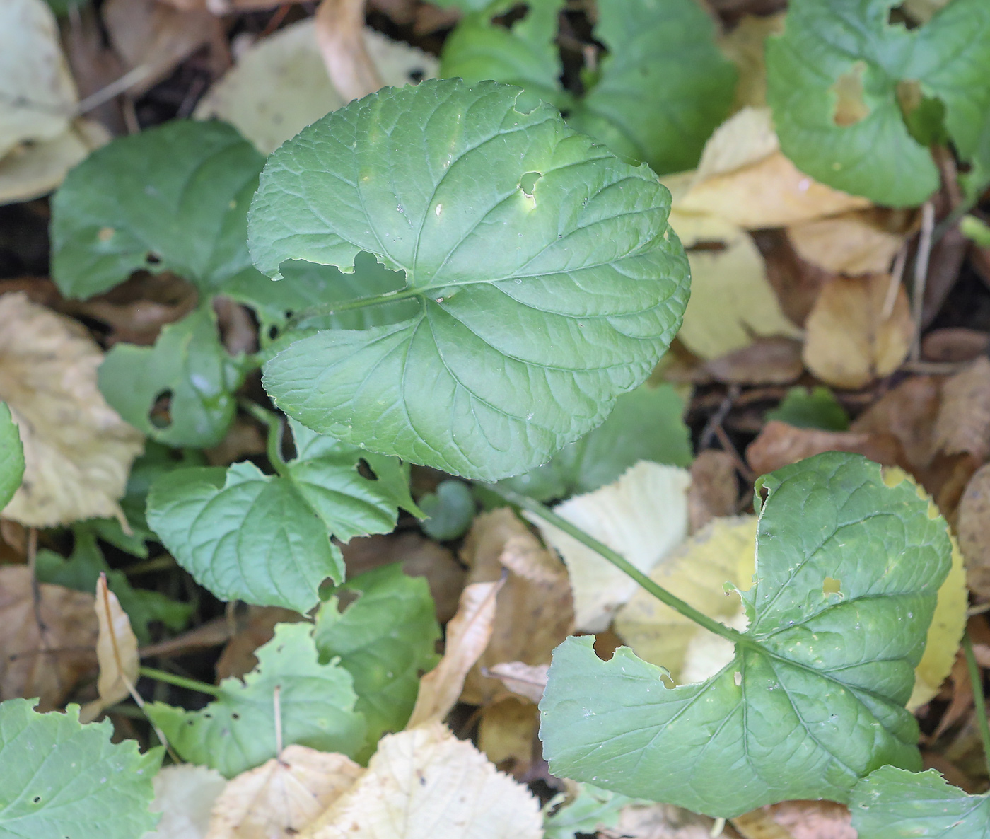 Image of genus Viola specimen.