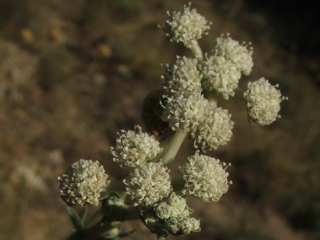 Image of Seseli dichotomum specimen.