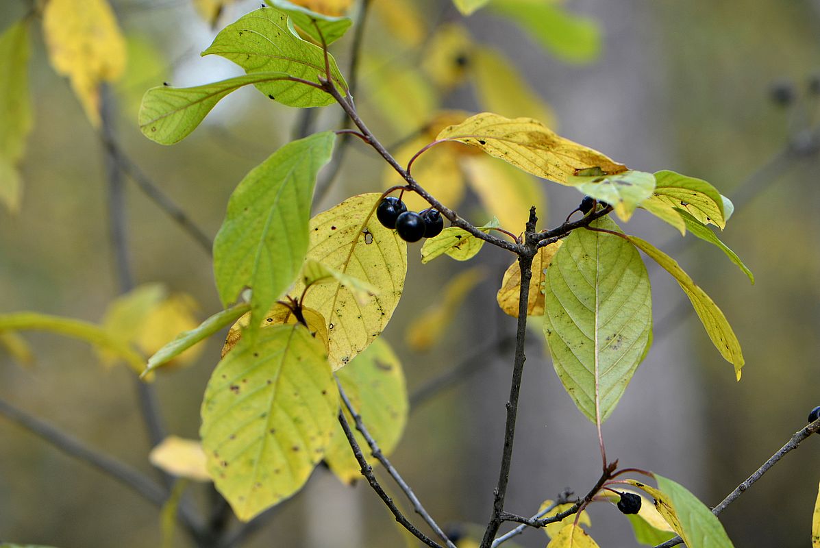 Изображение особи Frangula alnus.