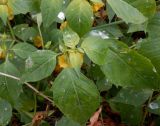 Physalis ixocarpa