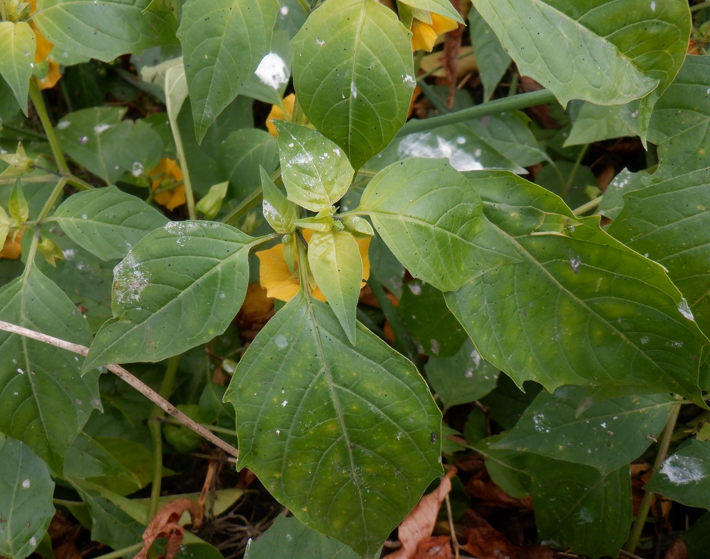 Изображение особи Physalis ixocarpa.