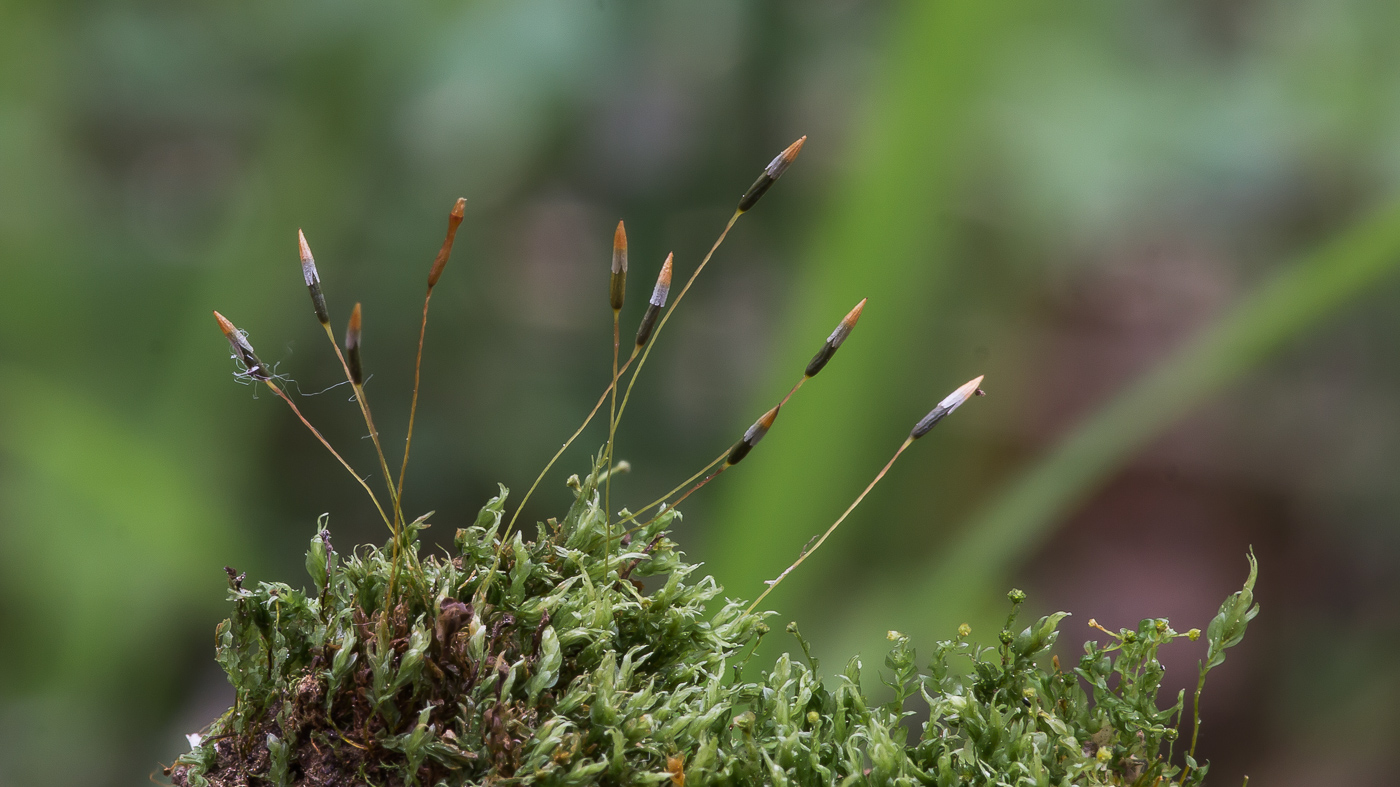 Изображение особи Tetraphis pellucida.