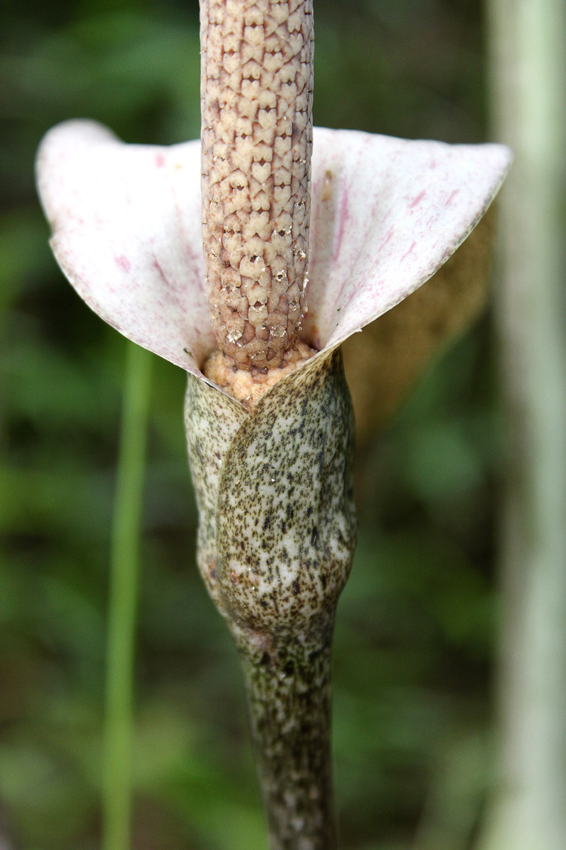 Image of Gonatopus boivinii specimen.