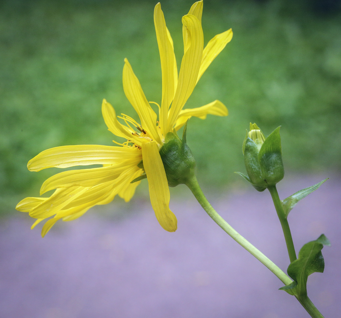 Изображение особи Silphium perfoliatum.