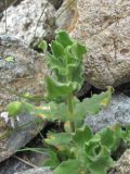 Cerastium undulatifolium