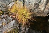 Carex juncella. Плодоносящее растение в сообществе с Solidago lapponica (розетки овальных листьев). Мурманская обл., Кольский р-н, долина р. Титовка ниже автодороги А138 Мурманск — Печенга, Мельничные водопады, в расщелине скалы у верхнего водопада рядом с развалинами. 23.09.2020.