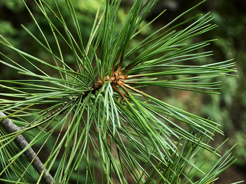 Изображение особи Pinus koraiensis.