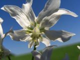 Heracleum sosnowskyi. Цветок из соцветия. Тульская обл., Плавский р-н, окр. пос. Молочные Дворы, край пашни. 21.06.2010.