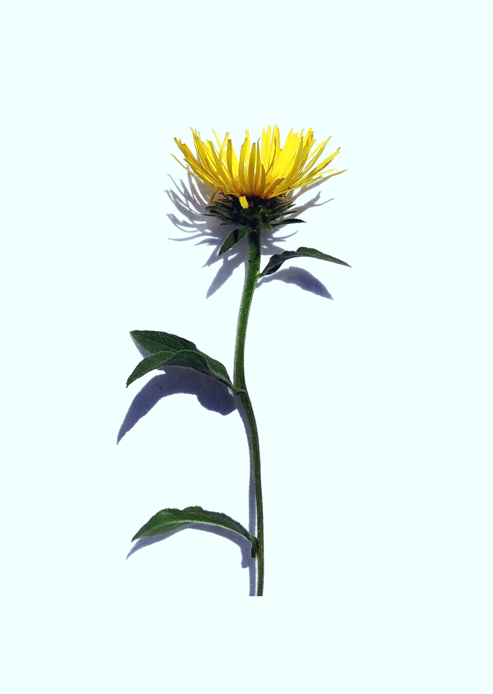 Image of Inula hirta specimen.