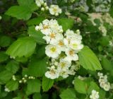 genus Crataegus. Цветки и листья. Донецк, бот. сад. 01.05.2019.