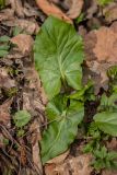 genus Arum