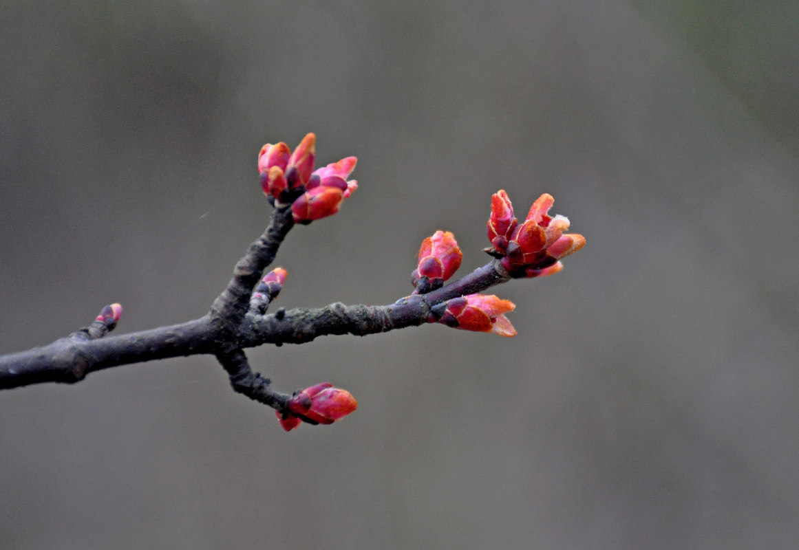 Image of Acer platanoides specimen.