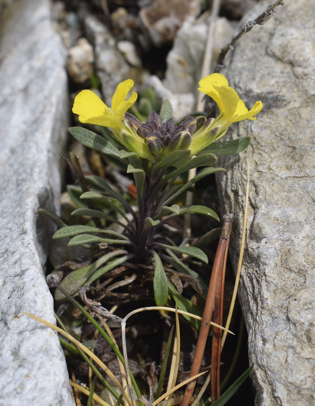 Изображение особи Erysimum seipkae.