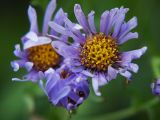 семейство Asteraceae. Соцветия. Приморский край, Ольгинский р-н, окр. с. Милоградово. 14.08.2009.