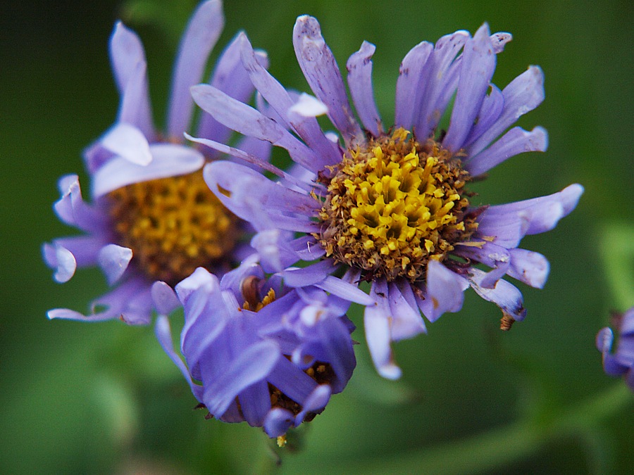 Изображение особи семейство Asteraceae.