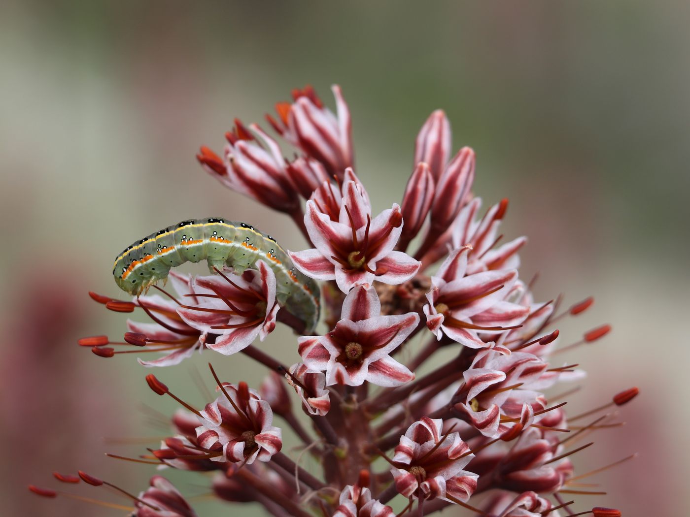 Image of Eremurus regelii specimen.