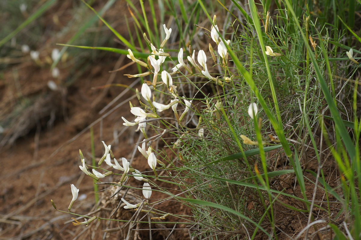 Изображение особи Astragalus ucrainicus.