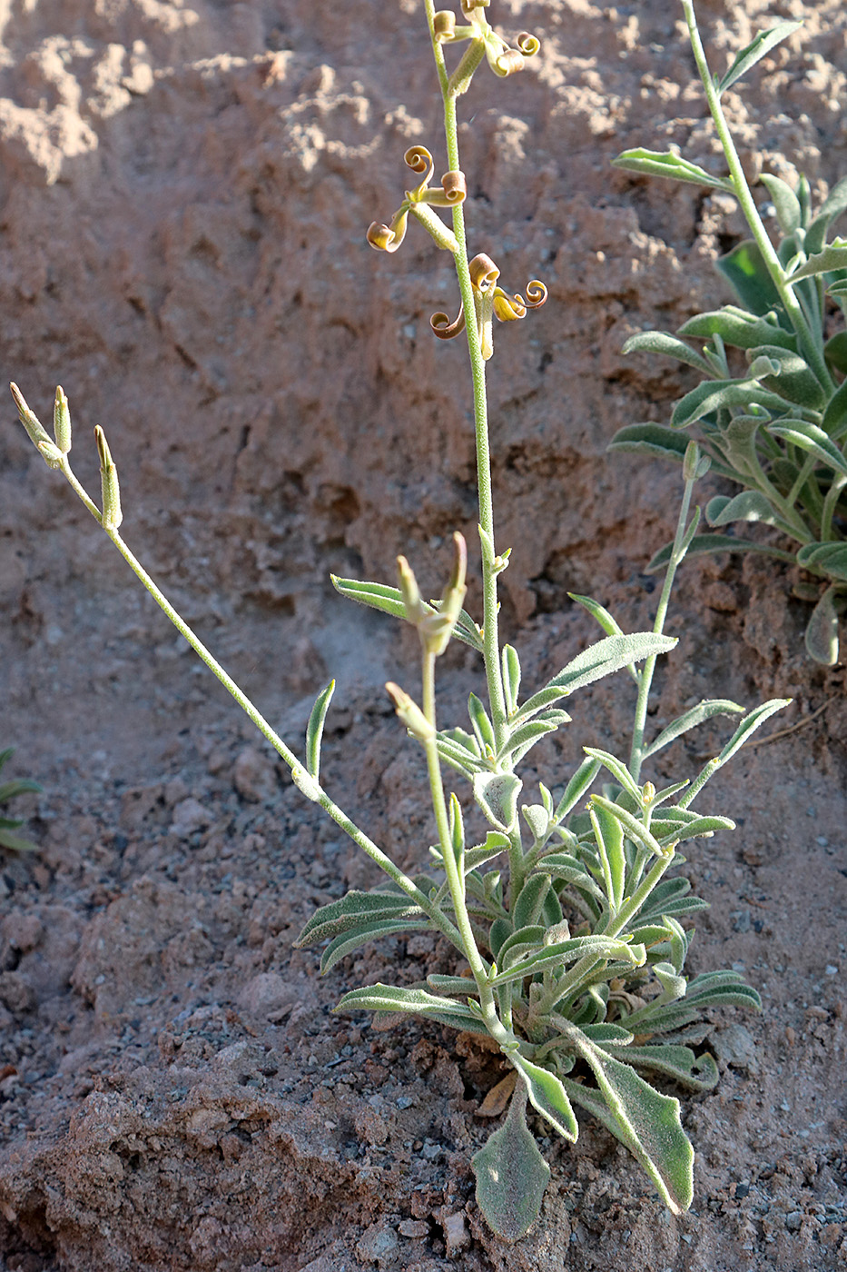 Изображение особи Matthiola integrifolia.