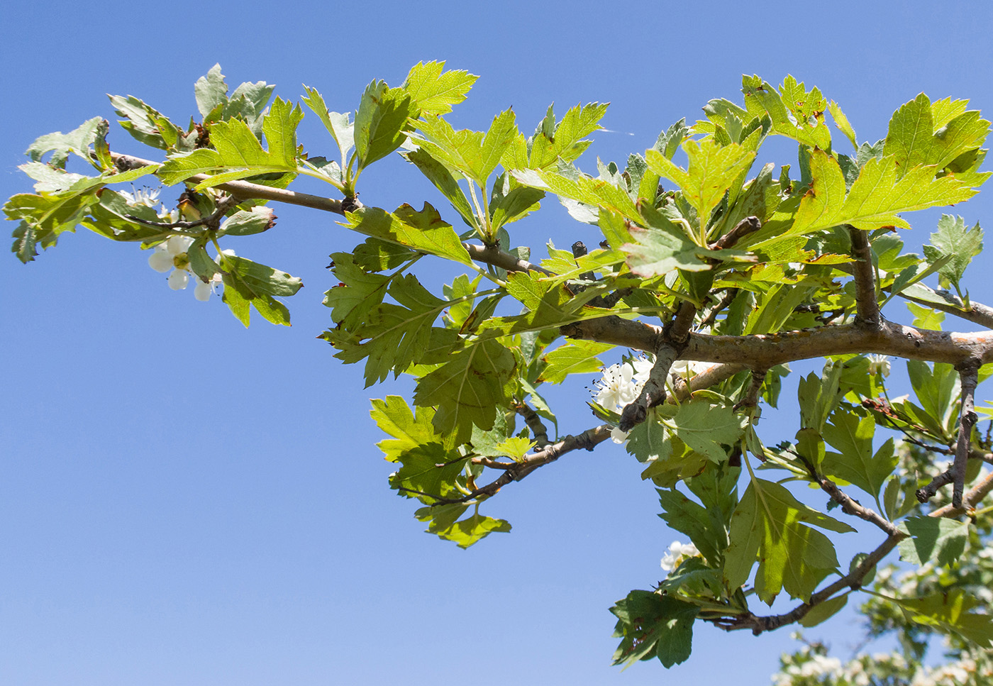 Изображение особи Crataegus rhipidophylla.