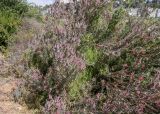 genus Leucadendron