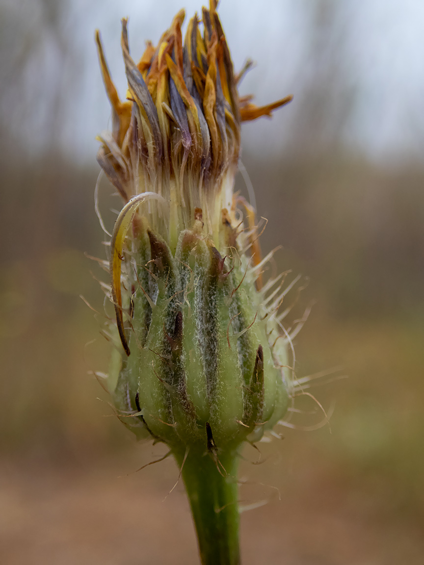 Image of Crepis rhoeadifolia specimen.