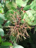 Cotinus coggygria