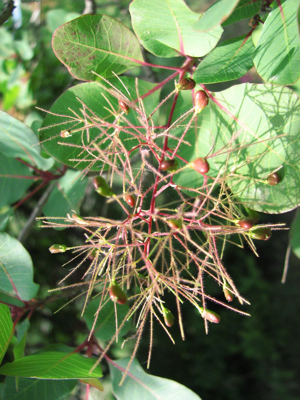 Image of Cotinus coggygria specimen.