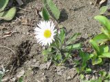 Erigeron komarovii