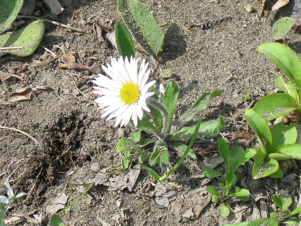 Изображение особи Erigeron komarovii.