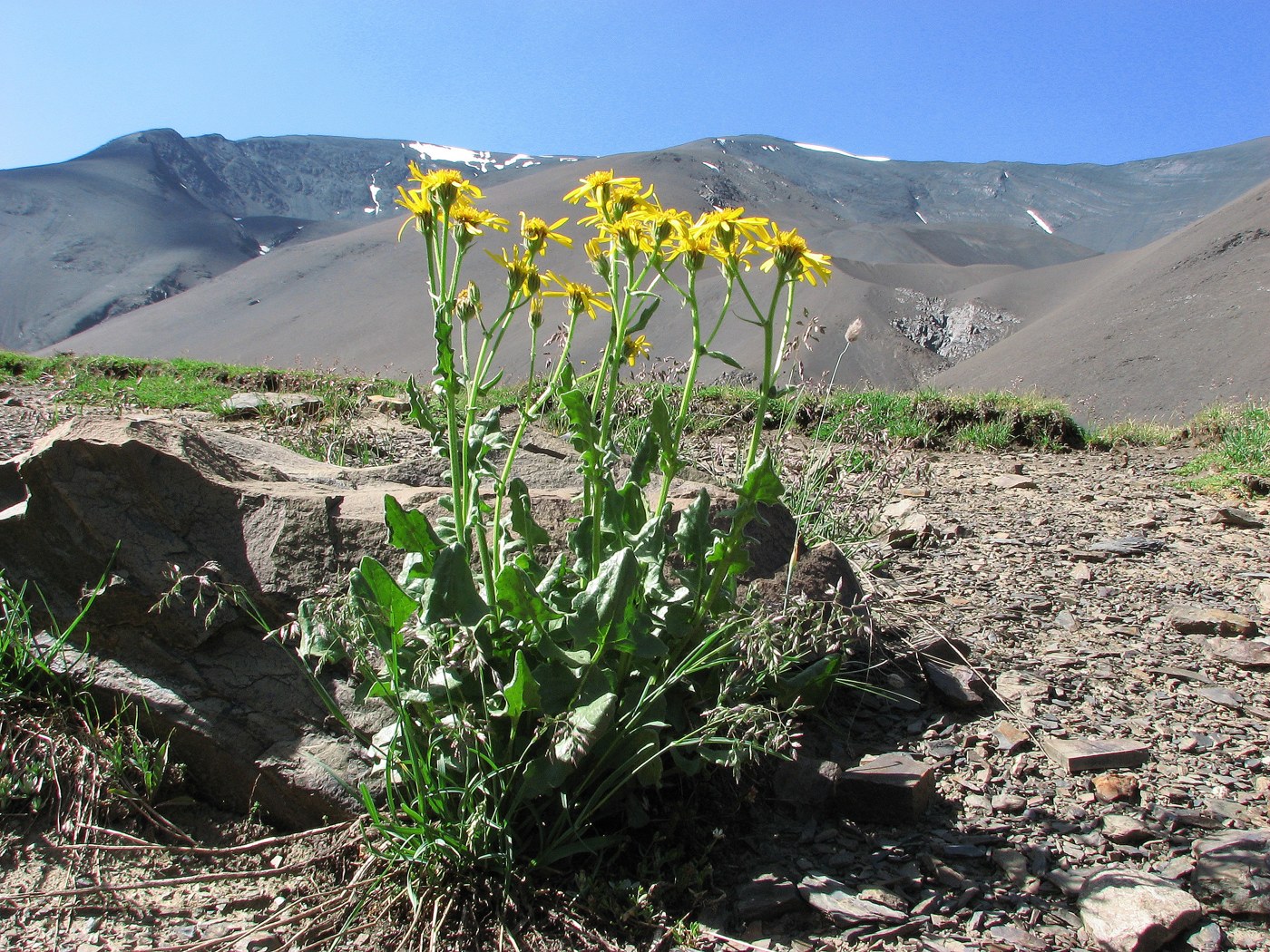 Image of Senecio taraxacifolius specimen.